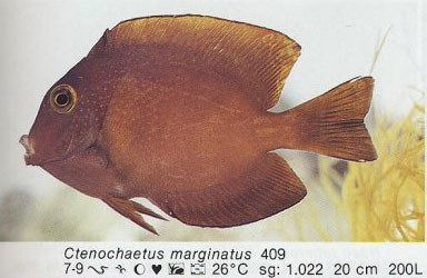 Ctenochaetus marginatus